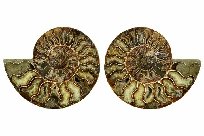 Cut & Polished Crystal-Filled Ammonite Fossil - Madagascar #362376